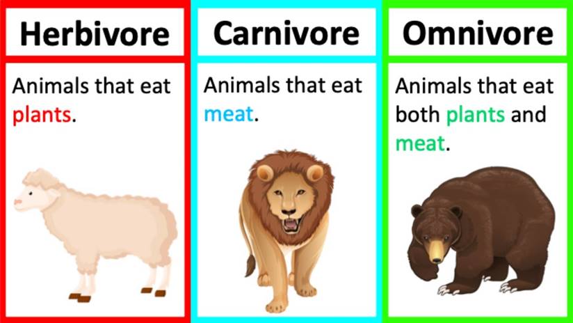 Herbivore, Carnivore & Omnivore | Types Of Animals | What's The ...